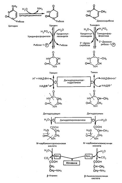 Биосинтез нуклеиновых кислот (биосинтез ДНК) - student2.ru