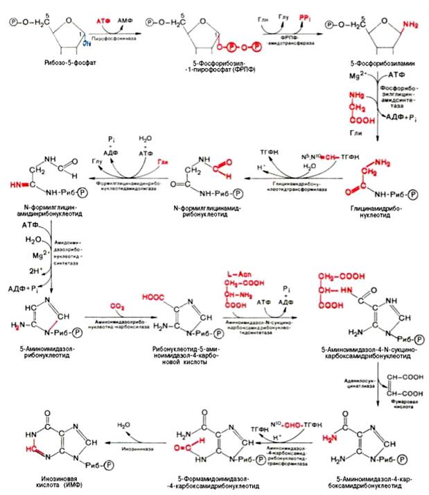 Биосинтез пуриновых нуклеотидов - student2.ru