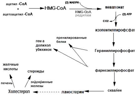 Биосинтез триацилглицеролов - student2.ru