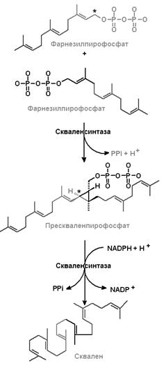 Биосинтез триацилглицеролов - student2.ru