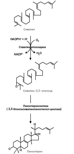 Биосинтез триацилглицеролов - student2.ru