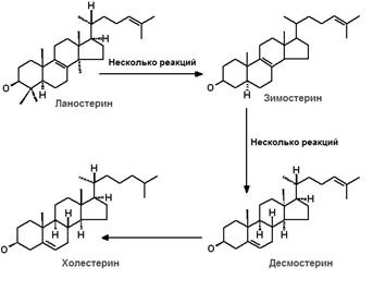 Биосинтез триацилглицеролов - student2.ru