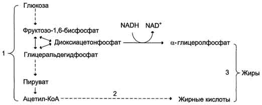Биосинтез жиров из углеводов - student2.ru