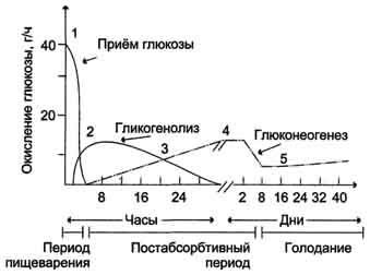 Биосинтез жиров из углеводов - student2.ru