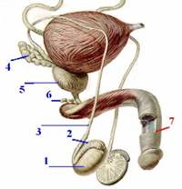 Бульбоуретральные (куперовы) железы - student2.ru