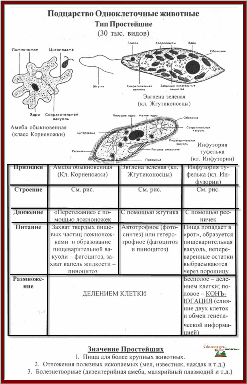 Царство Животные. Одноклеточные (Простейшие) и многоклеточные. Основные типы и классы беспозвоночных, их характеристика - student2.ru