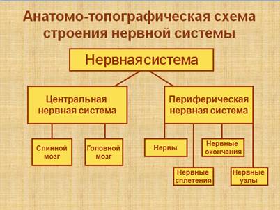 Центральная нервная система - student2.ru