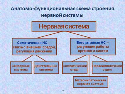 Центральная нервная система - student2.ru