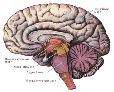 Центральная нервная система - student2.ru