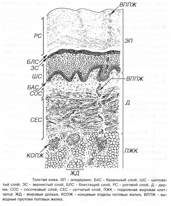 Часть вторая – Строение дермы и подкожной жировой клетчатки. - student2.ru