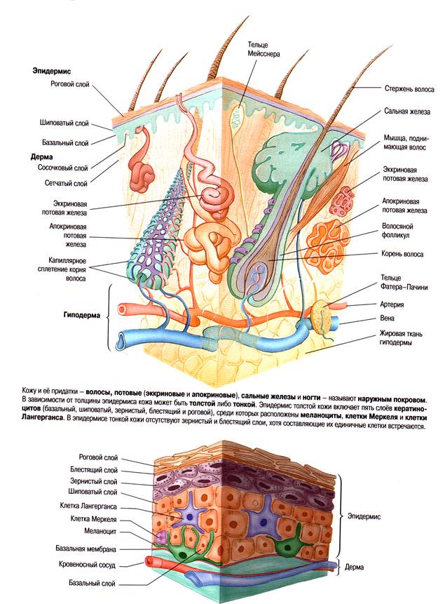Часть вторая – Строение дермы и подкожной жировой клетчатки. - student2.ru