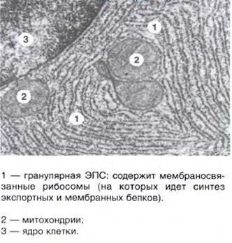 Часто используемых энергиях излучения - student2.ru