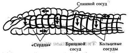 Членистоногие. Паукообразные. Паук-крестовик. - student2.ru