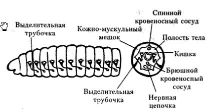 Членистоногие. Паукообразные. Паук-крестовик. - student2.ru