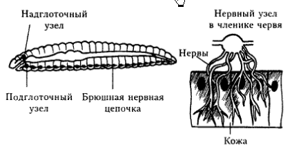 Членистоногие. Паукообразные. Паук-крестовик. - student2.ru