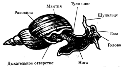 Членистоногие. Паукообразные. Паук-крестовик. - student2.ru