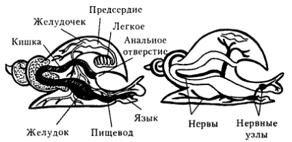 Членистоногие. Паукообразные. Паук-крестовик. - student2.ru