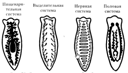 Членистоногие. Паукообразные. Паук-крестовик. - student2.ru