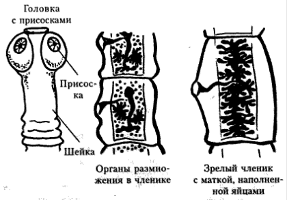 Членистоногие. Паукообразные. Паук-крестовик. - student2.ru