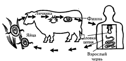 Членистоногие. Паукообразные. Паук-крестовик. - student2.ru