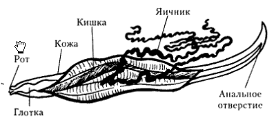 Членистоногие. Паукообразные. Паук-крестовик. - student2.ru