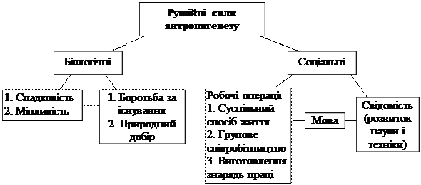 Chrysops dimidiate, Chrysops silacea; - student2.ru