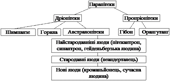 Chrysops dimidiate, Chrysops silacea; - student2.ru