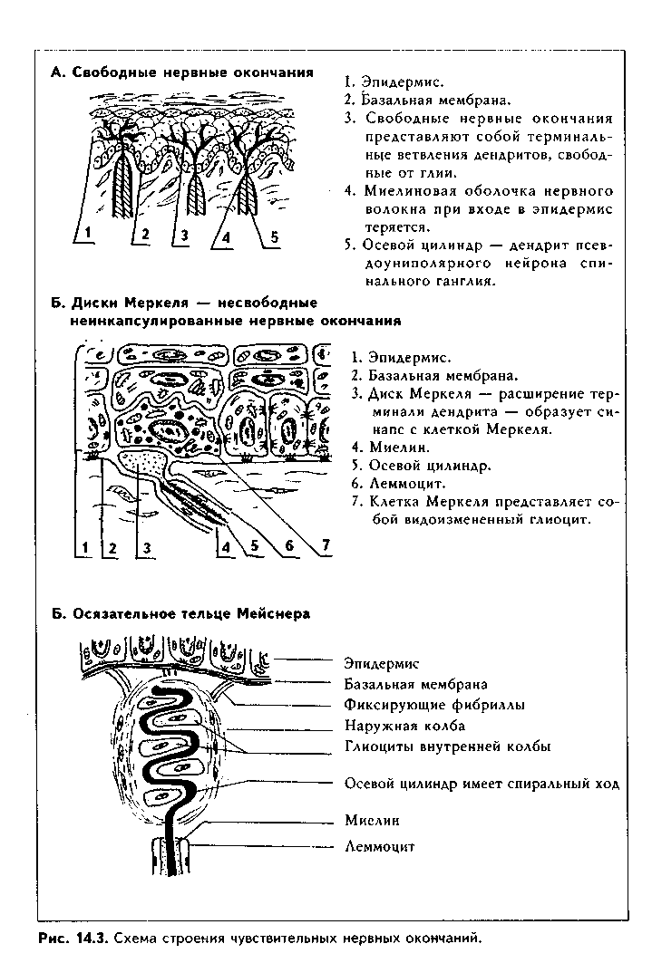 чувствительные нервные окончания (рецепторы) - student2.ru