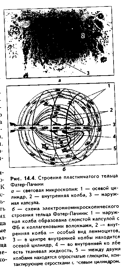 чувствительные нервные окончания (рецепторы) - student2.ru