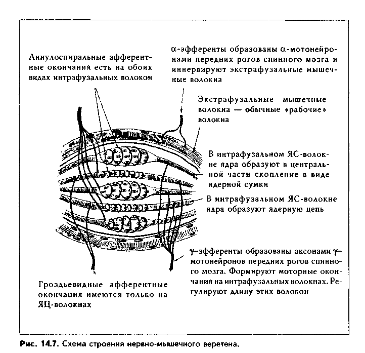 чувствительные нервные окончания (рецепторы) - student2.ru