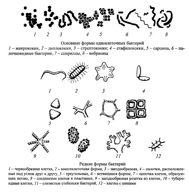 Формы бактерий картинки