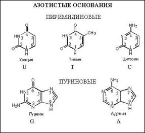 ЦИКЛ СТАТЕЙ О ЧЕЛОВЕКЕ – ПРОИСХОЖДЕНИИ, ПРЕДНАЗНАЧЕНИИ, ВОЛНОВЫХ ФУНКЦИЙ ФИЗИОЛОГИИ ТЕЛА И ЗНАЧЕНИИ СВЕТА ДЛЯ ЖИЗНИ, НАШЕЙ ЭВОЛЮЦИИ В НОВУЮ РАСУ ЗЕМЛИ. - student2.ru