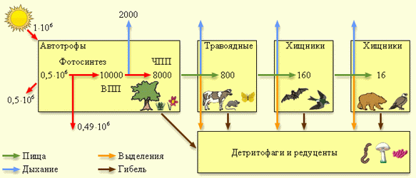 Цитогенетические (кариотипические, кариотипические) методы - student2.ru