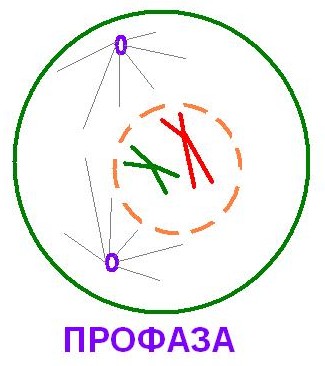 Цитогенетические (кариотипические, кариотипические) методы - student2.ru