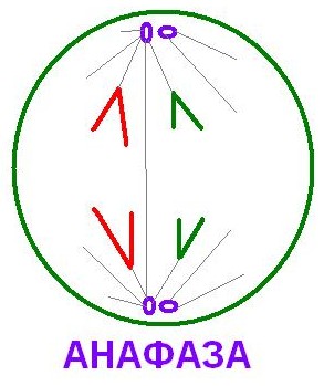 Цитогенетические (кариотипические, кариотипические) методы - student2.ru