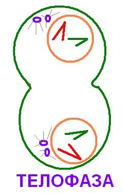 Цитогенетические (кариотипические, кариотипические) методы - student2.ru