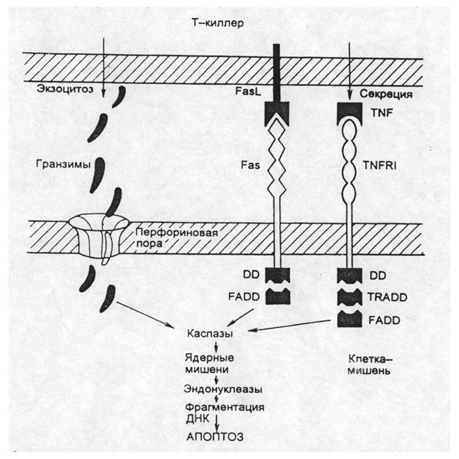 Цитолитическое действие NК-клеток. - student2.ru