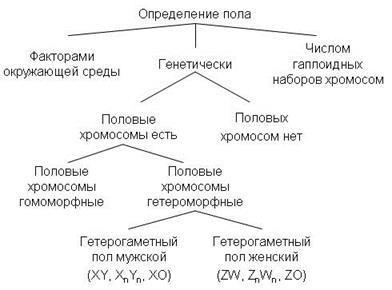 Цитологические основы третьего закона Менделя - student2.ru