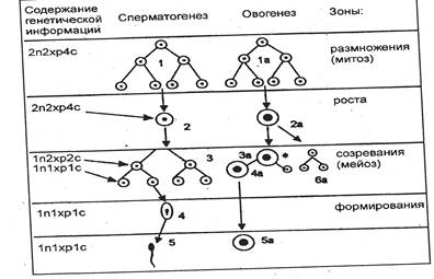 Деление клетки включает митотический цикл и митоз - student2.ru