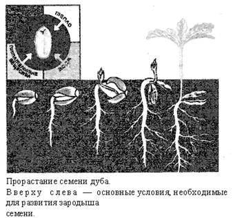 Депо влаги, элементов питания и энергии - student2.ru