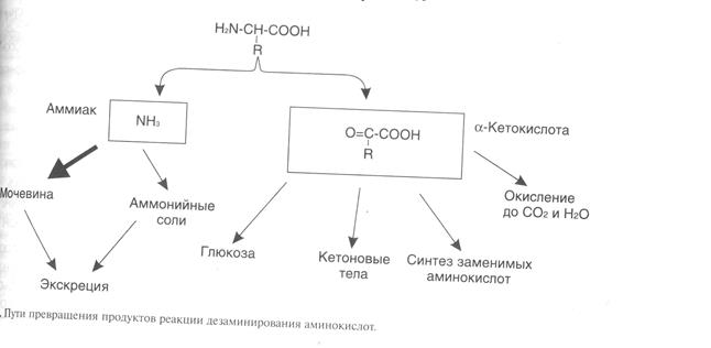 ДЕЗАМИНИРОВАНИЕ АМИНОКИСЛОТ. Катаболизмаминокислот ускоряется при:поступлении спищей больших количеств белка,гак - student2.ru