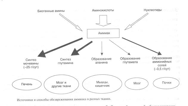 ДЕЗАМИНИРОВАНИЕ АМИНОКИСЛОТ. Катаболизмаминокислот ускоряется при:поступлении спищей больших количеств белка,гак - student2.ru