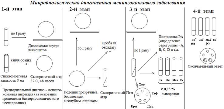 Дифференциальные признаки нейсерий по культуральным и биохимическим свойствам - student2.ru