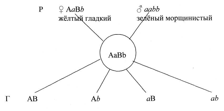 Дигибридное и полигибридное скрещивание - student2.ru