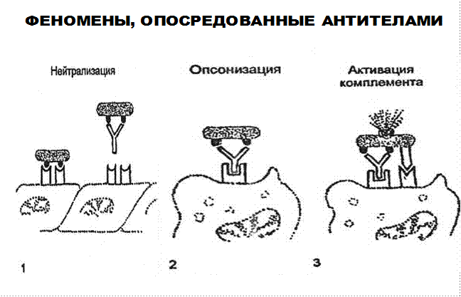 динамика выработки антител - student2.ru