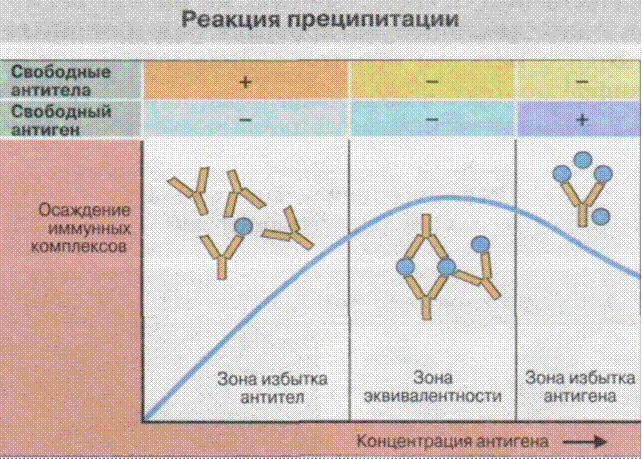 динамика выработки антител - student2.ru