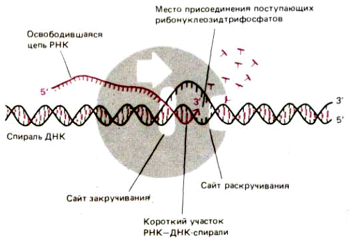 Длина теломерной ДНК и активность теломеразы в клетках человека - student2.ru