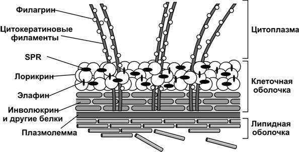 Для клеток зернистого слоя характерно большое количество пластинчатых телец и кератогиалиновых гранул, ассоциированных с пучками промежуточных филаментов - student2.ru