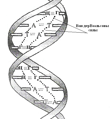 ДНҚ, құрылысы, нуклеотидті құрамы, комплементарлы нуклеотидті тізбегі - student2.ru