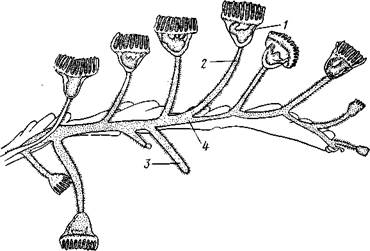 Дополнение к типу Tentaculata - student2.ru